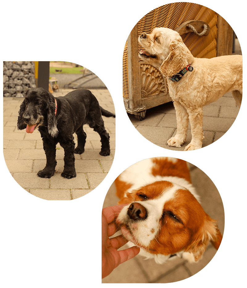 lebenshof-bardenbach-balus-arche-liebenswert-header-hunde lebenshof-bardenbach-balus-arche-liebenswert-header-hunde