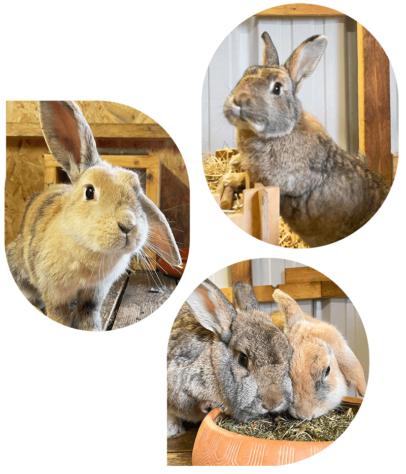 lebenshof-bardenbach-balus-arche-liebenswert-header-kaninchen lebenshof-bardenbach-balus-arche-liebenswert-header-kaninchen