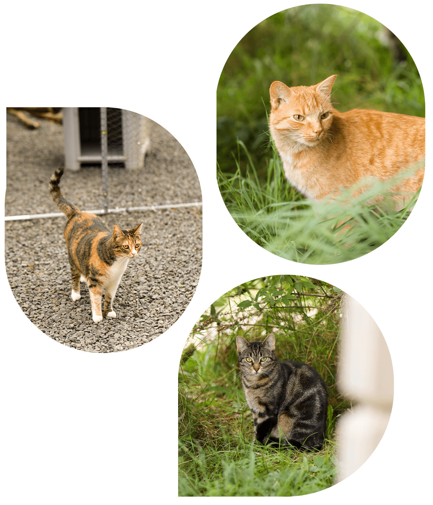 lebenshof-bardenbach-balus-arche-liebenswert-header-katzen