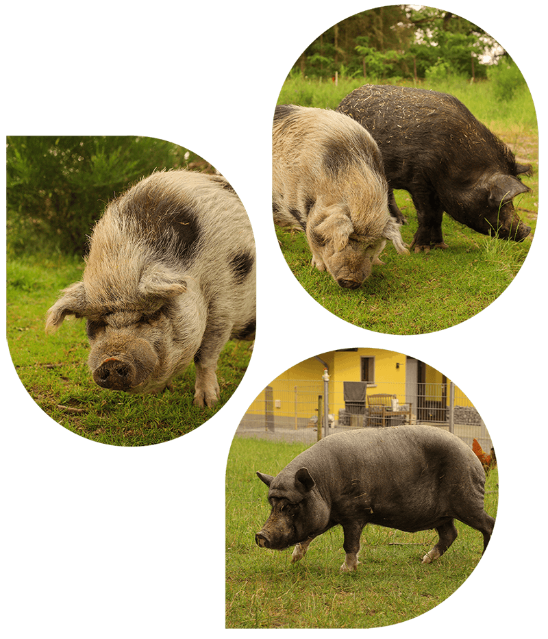 lebenshof-bardenbach-balus-arche-liebenswert-header-schweine