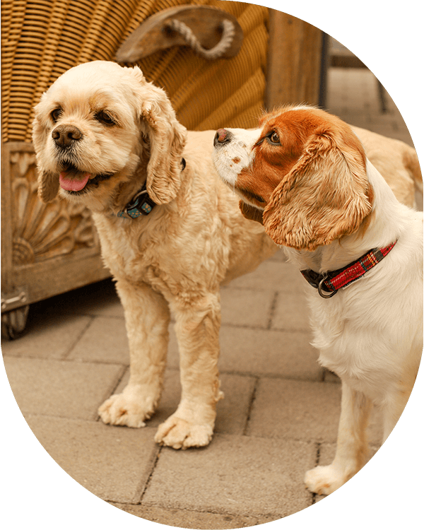 lebenshof-bardenbach-balus-arche-liebenswert-hunde01 lebenshof-bardenbach-balus-arche-liebenswert-hunde01