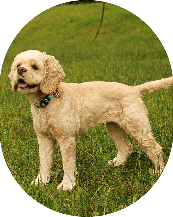 lebenshof-bardenbach-balus-arche-liebenswert-hunde02 lebenshof-bardenbach-balus-arche-liebenswert-hunde02