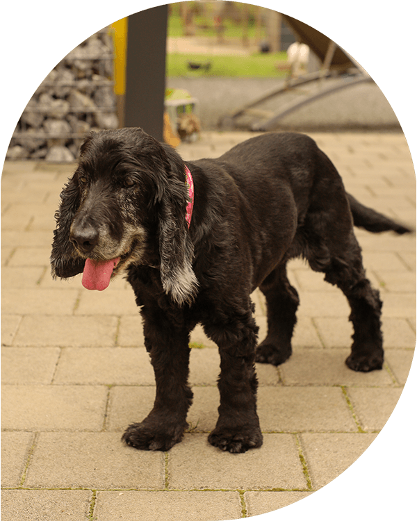 lebenshof-bardenbach-balus-arche-liebenswert-hunde03 lebenshof-bardenbach-balus-arche-liebenswert-hunde03